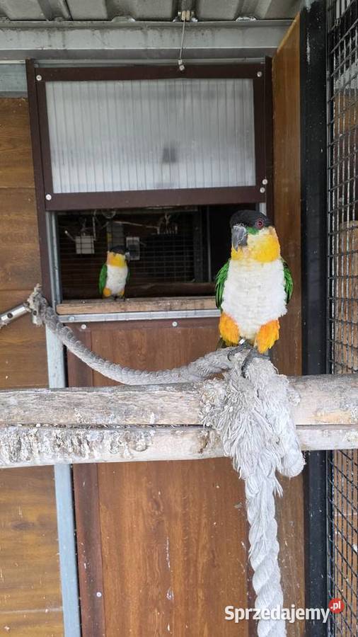 Amazonka Barwinka para lęgowa