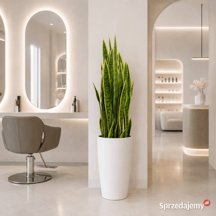 Sztuczna sansevieria w doniczce 90 Stoliki kawowe i ławy małopolskie Golkowice