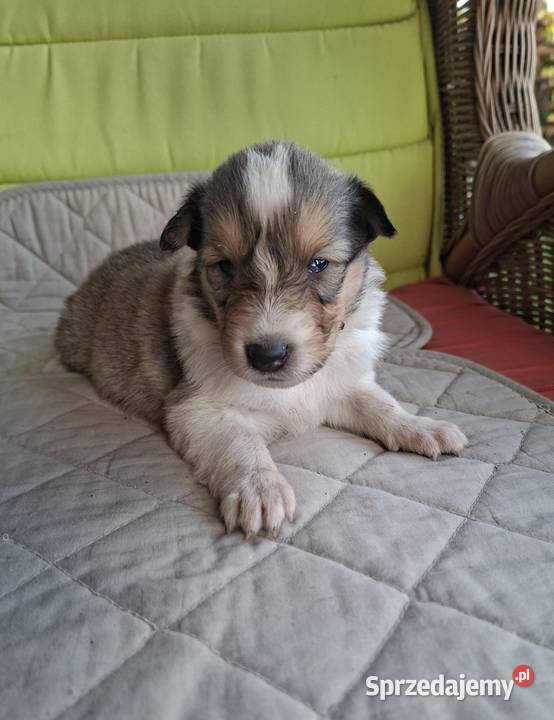 Owczarek Szkocki Collie Szczeniaki SUCZKI Owczarek Olesno