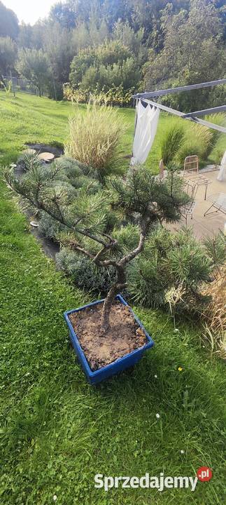 Bonsai sosna świerk jodła Chrzanów sprzedam