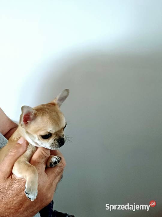 Chihuahua XSS Przepiękna Beżowa Zgierz