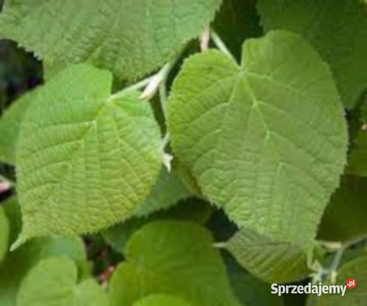 LIPA SZEROKOLISTNA Tilia platyphyllos NASIONA Lubanie