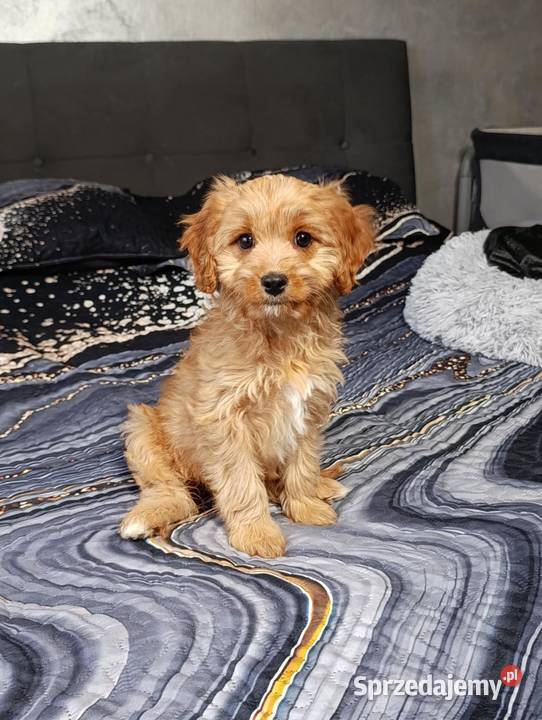 Cavapoo suczka Szczaworyż