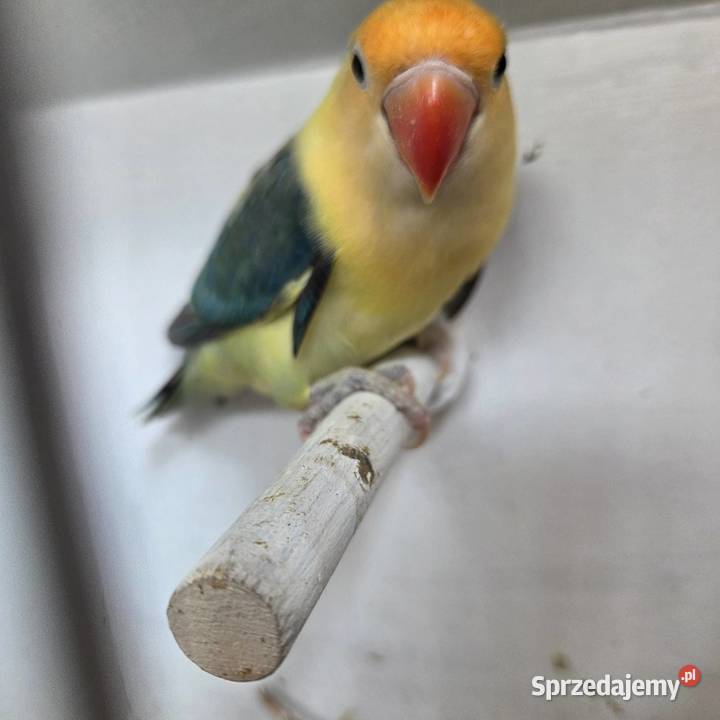 Sprzedam nierozłączki Bystra