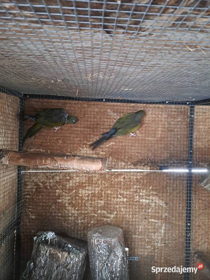 Sprzedam Patagonki z woliery zewnetrznej Bełsznica