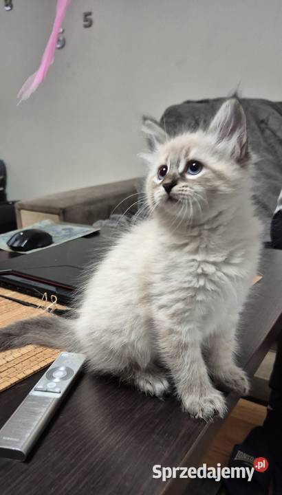 KOCUREK Neva Masquerade rodowód FPL śląskie sprzedam