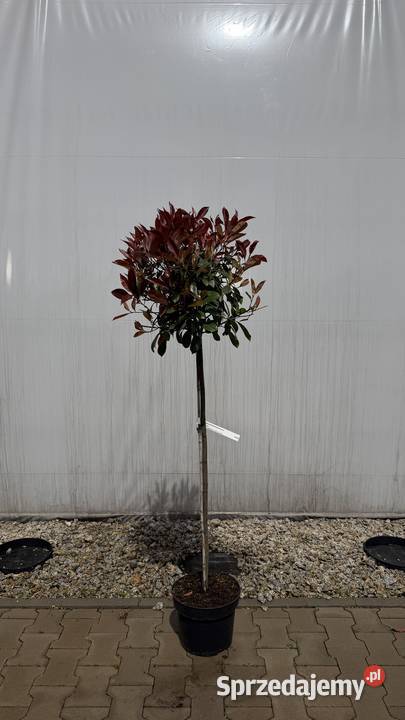 Głogownik Red RobinPhotinia Pa 100 Kobyla Góra