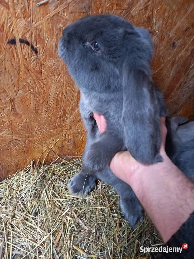 Samica barana francuskiego FBN Gryzonie Szczucin