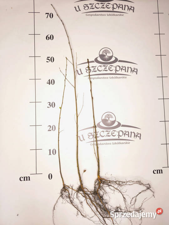 Sadzonki Brzozy Brodawkowatej Betula pendula Zamęty