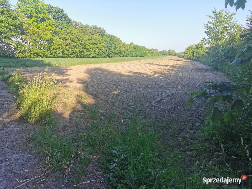Działka rolna w Iłży mazowieckie Iłża
