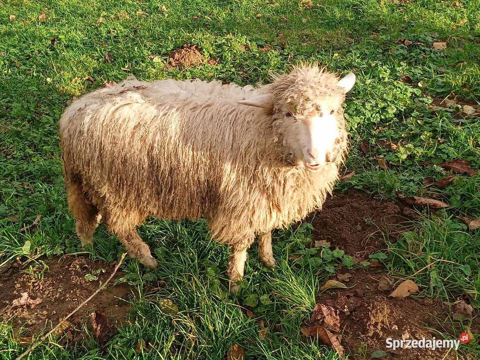 Sprzedam jagnięta