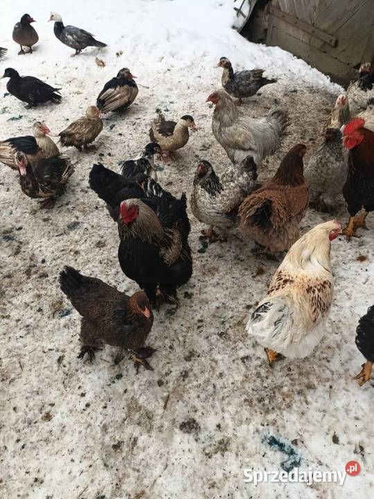 Koguty i kury Brahma Rolnictwo lubelskie Turobin