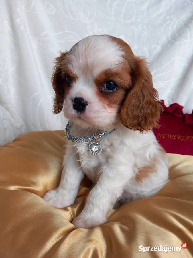Cavalier King Charles Spaniel Strzelce Opolskie