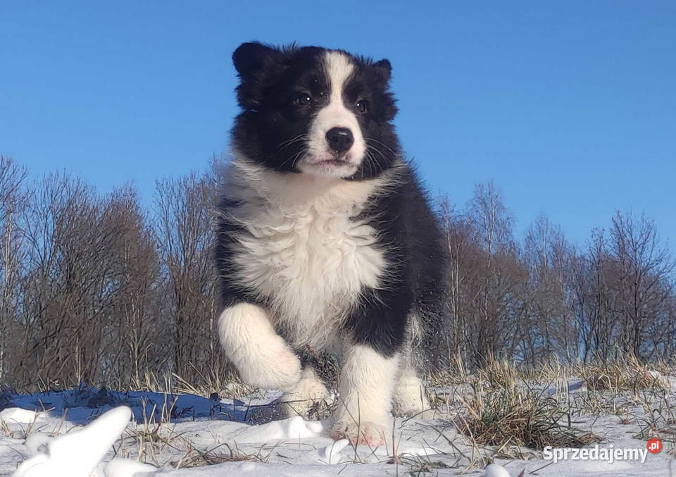 Rasowa Suczka BORDER COLLIE z Hodowli Szczenię z Kraków