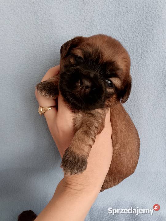 Piękny piesek rasy ShihTzu Opole