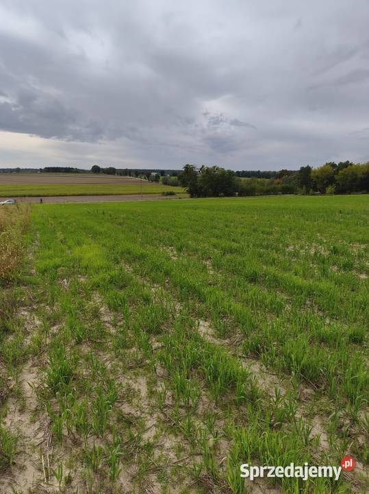 Sprzedam dz budowlane na wzgórzu z pięknym Pomiechówek