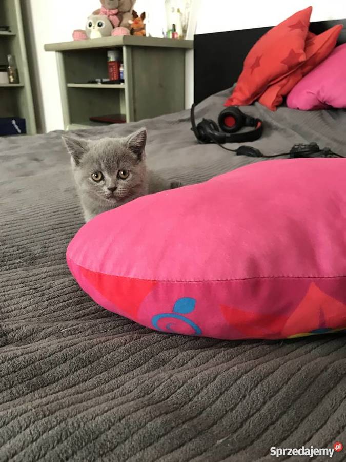 Sprzedam 2 miesięczna piękna kotka Brytyjska Warszawa