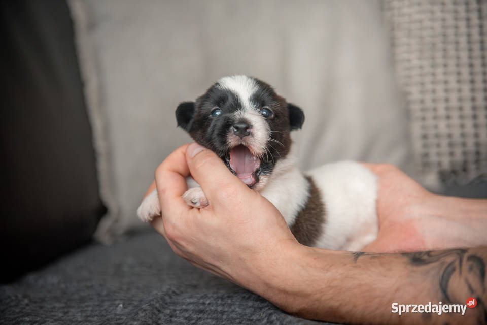 Szczenięta Jack Russell Terrier ZKwP czarnobiałe Kutno