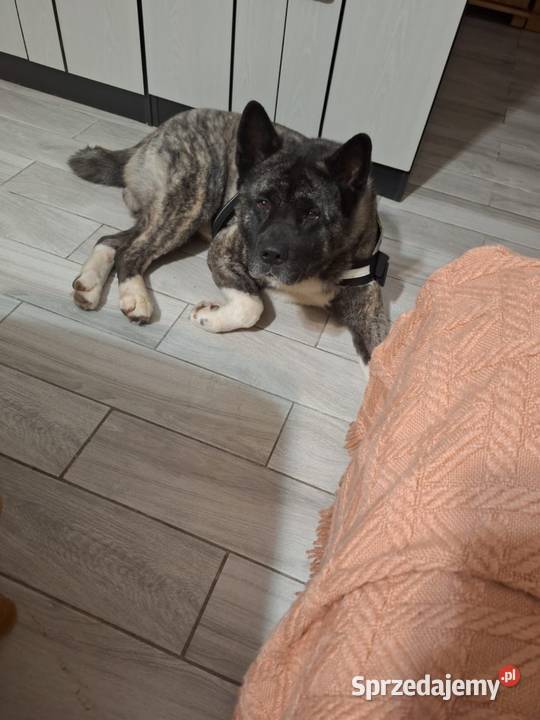 Akita Amerykańska Samiec reproduktor 5lat Wodzisław Śląski