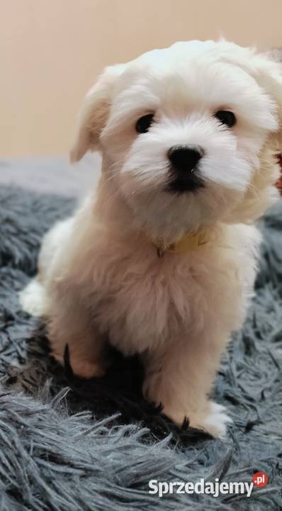 Maltańczykśliczny piesek Warszawa