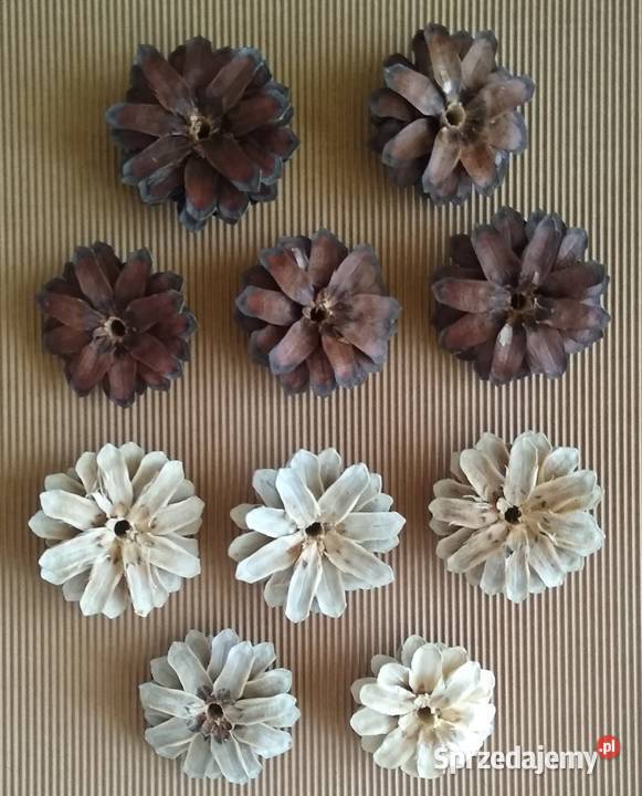 Szyszka Szyszki Kwiat Decoupage Natura Zestaw 10 Rękodzieło Rękodzieło