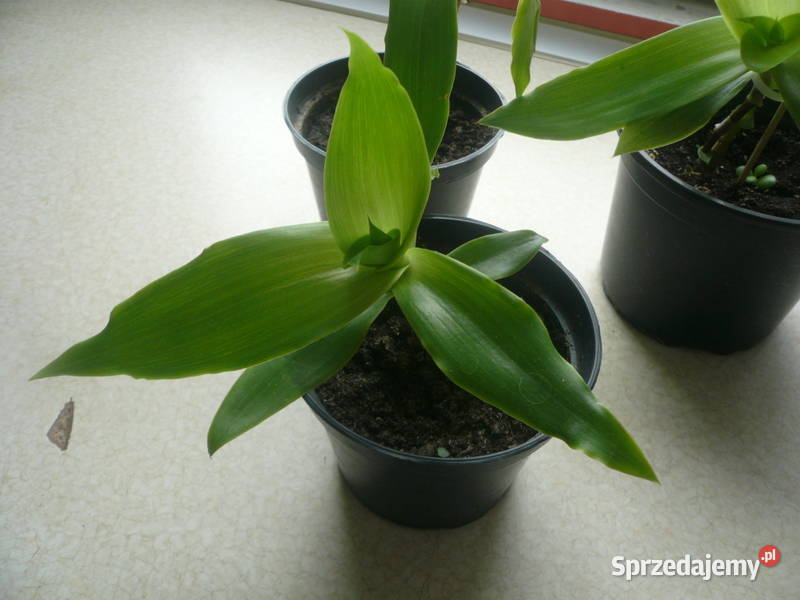Złoty wąs Callisia Fragrans Kołobrzeg sprzedam