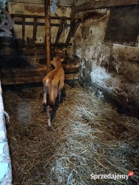 Cielisia Jersey Różanka