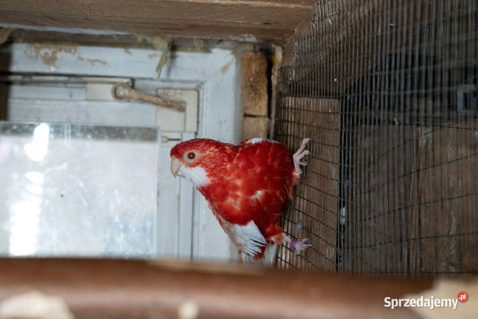 Papugi Rozella Królewska para Chmielnik