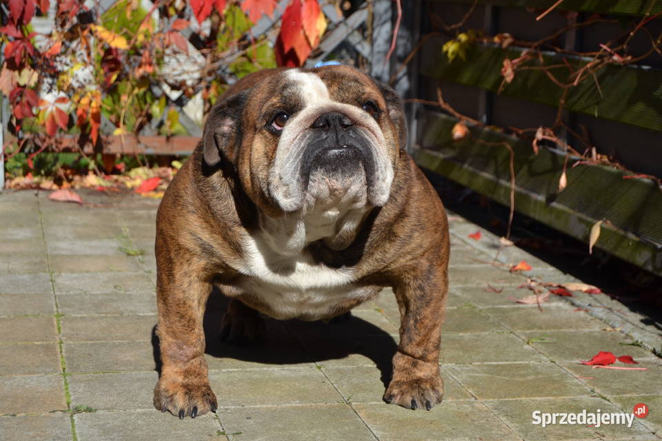 Buldog angielski FCI sunia sprzedam