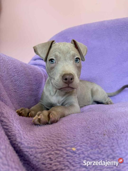American Pit Bull silverfawn pitbull Sieradz