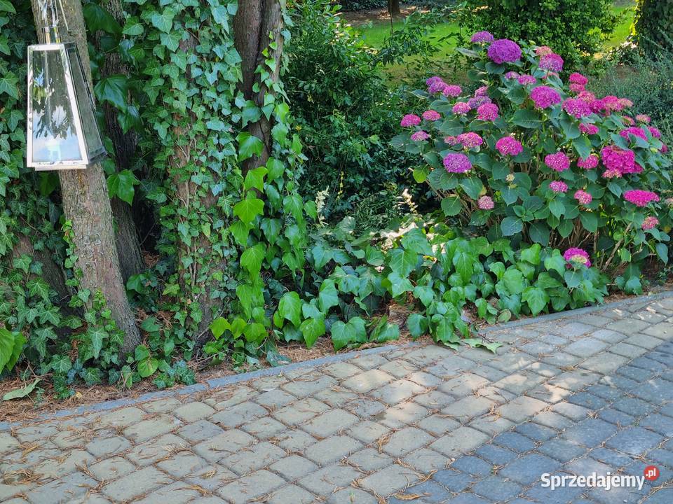 Bluszcz pospolity Hedera Helix zimozielony Duże Lublin