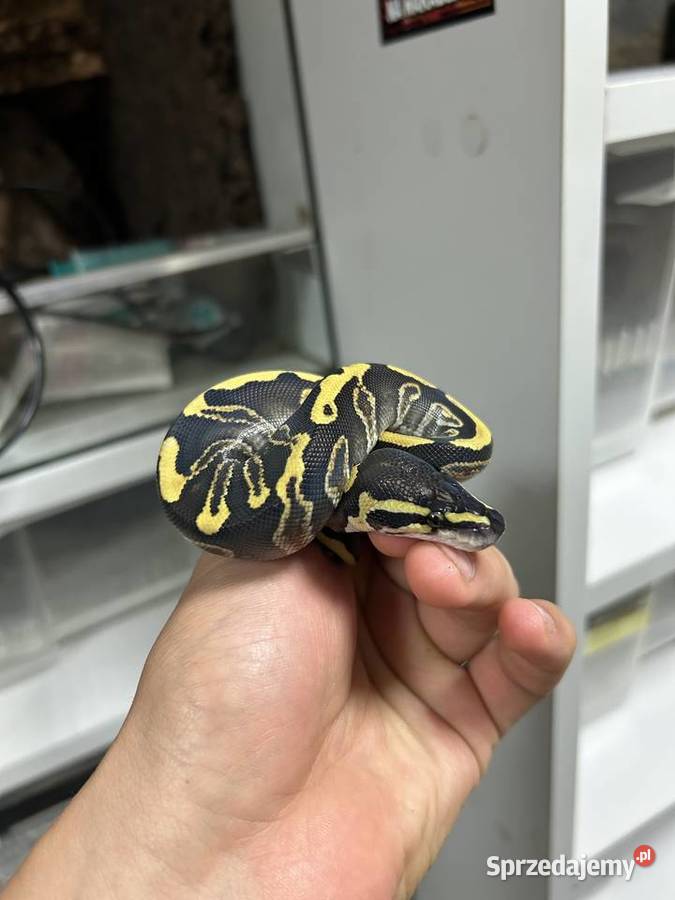 Wąż Pyton Królewski Pk22025 Ghi Enchi samica Gniezno