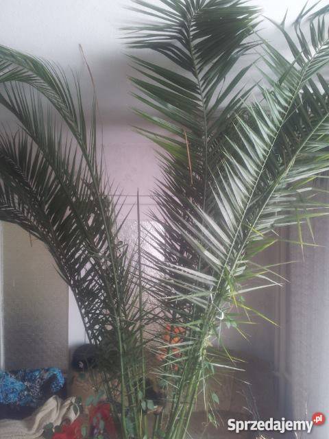 Sprzedam 40letnią palmę Kwidzyn