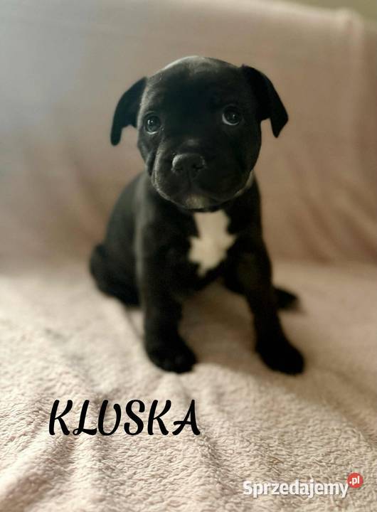 Staffordshire Bull Terrier Stafik Staffik Pozostałe Zabrze