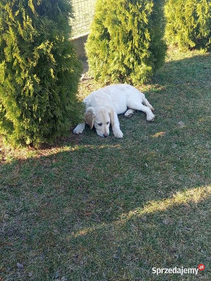 Golden retriever Golden Retriever Gągolin