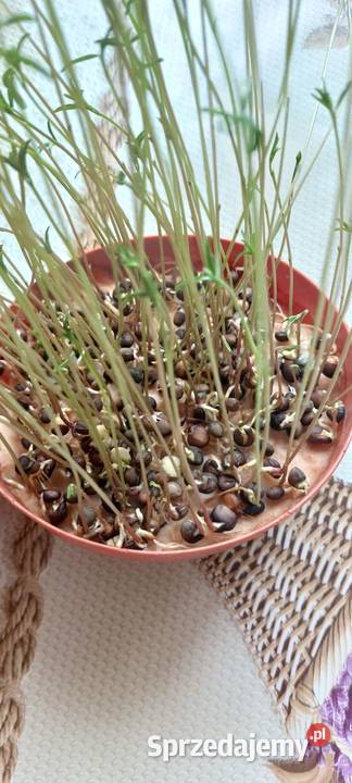 Mieszanka Obszary z roślinami miododajnymi lubelskie Puławy