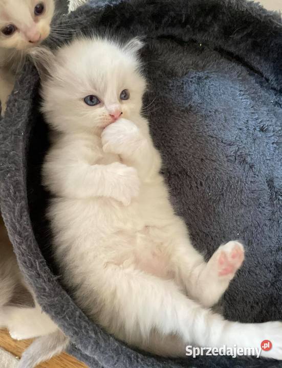 Przepiękne kocięta rasy Ragdoll z rodowodem Warszawa