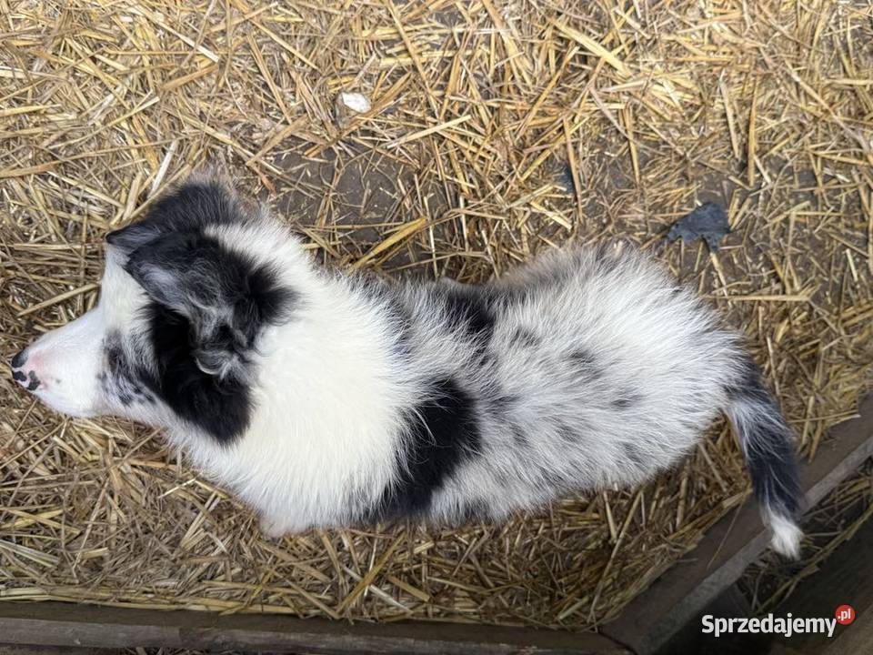 BORDER COLLIE SZCZENIAKI Z RODOWODEM gotowe na małopolskie Myślenice