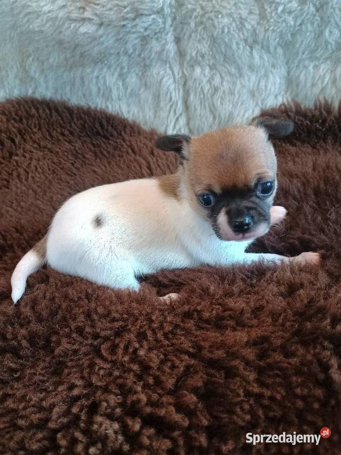 W naszej domowej hodowli powitaliśmy pięknego łódzkie