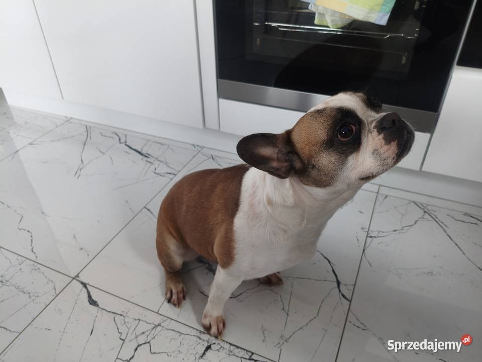 Buldog francuski suczka Psy kujawsko-pomorskie Łączonek
