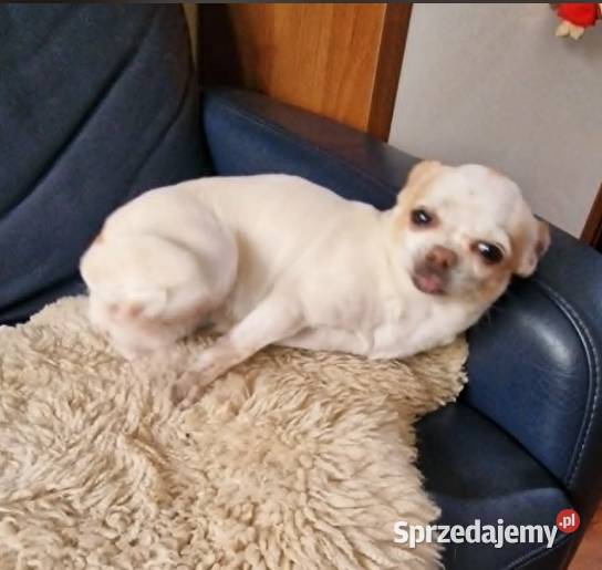 Do adopcjii dorosła suczka Chihuahua