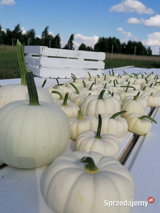 Białe Dynie Ozdobne mazowieckie Radom sprzedam