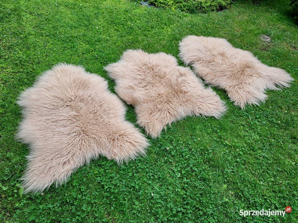 Owcza Skóra Naturalna Kremowa Długi Kręocny Włos