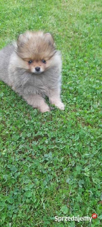 Szpic miniaturowy pomeranian Psy Wieliczka