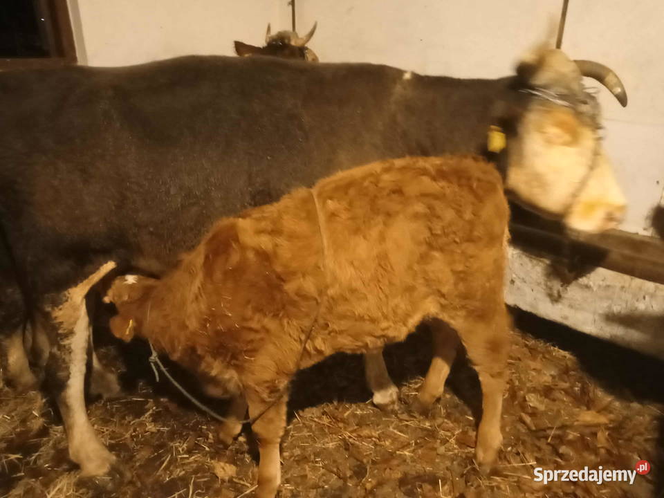 Sprzedam cielisie