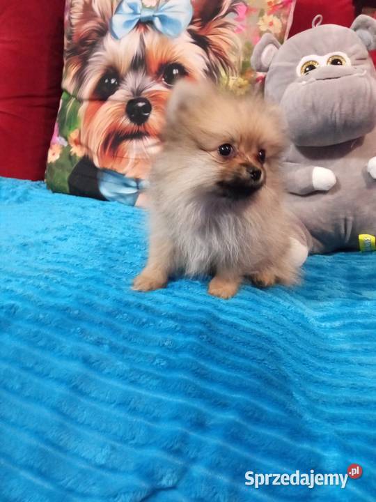 Suczka Szpic miniaturowy malusieńka Brodnica sprzedam