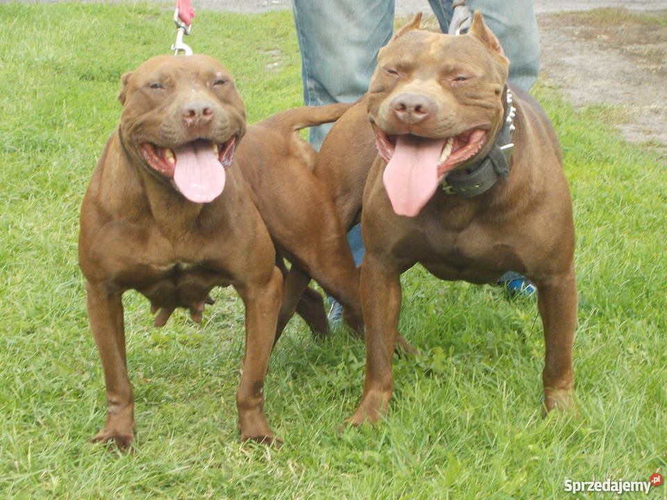 Suczka Pit Bull Psy Płock