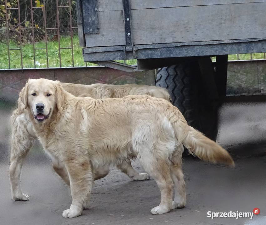 Golden retriever 7 miesięczne Przysucha