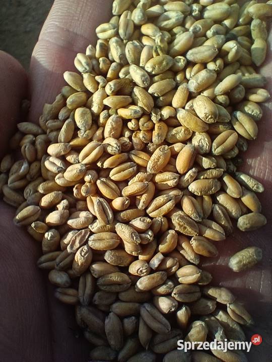 Pszenica ozima zbiór 2025 łódzkie Sulejów