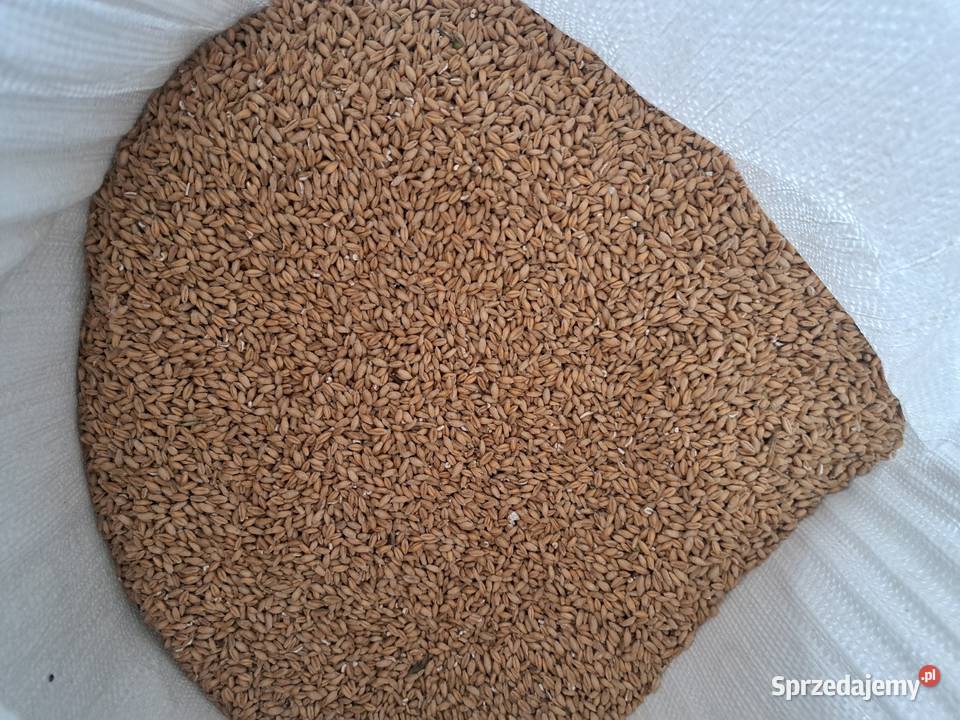 Sprzedam Pszenżyto zimowe Daleszewice sprzedam